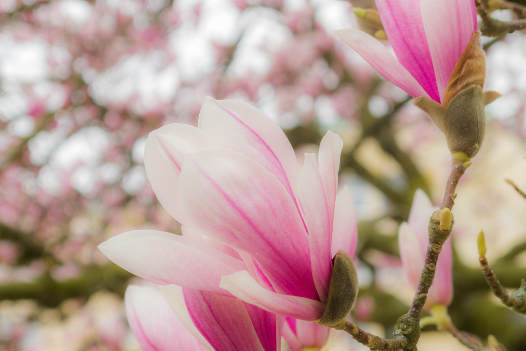 magnolien
